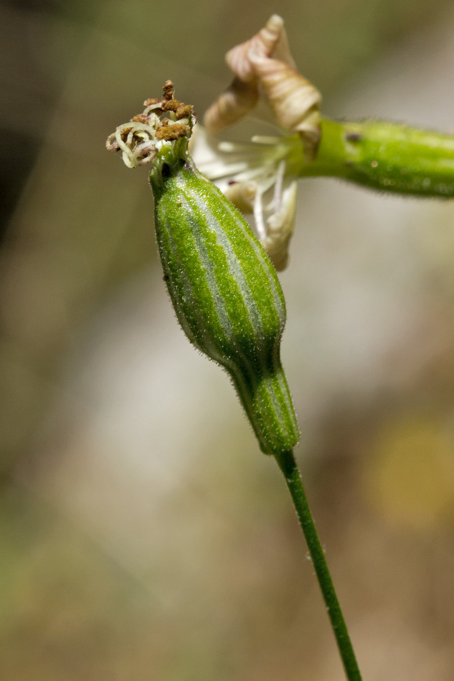 Изображение особи Silene sieberi.