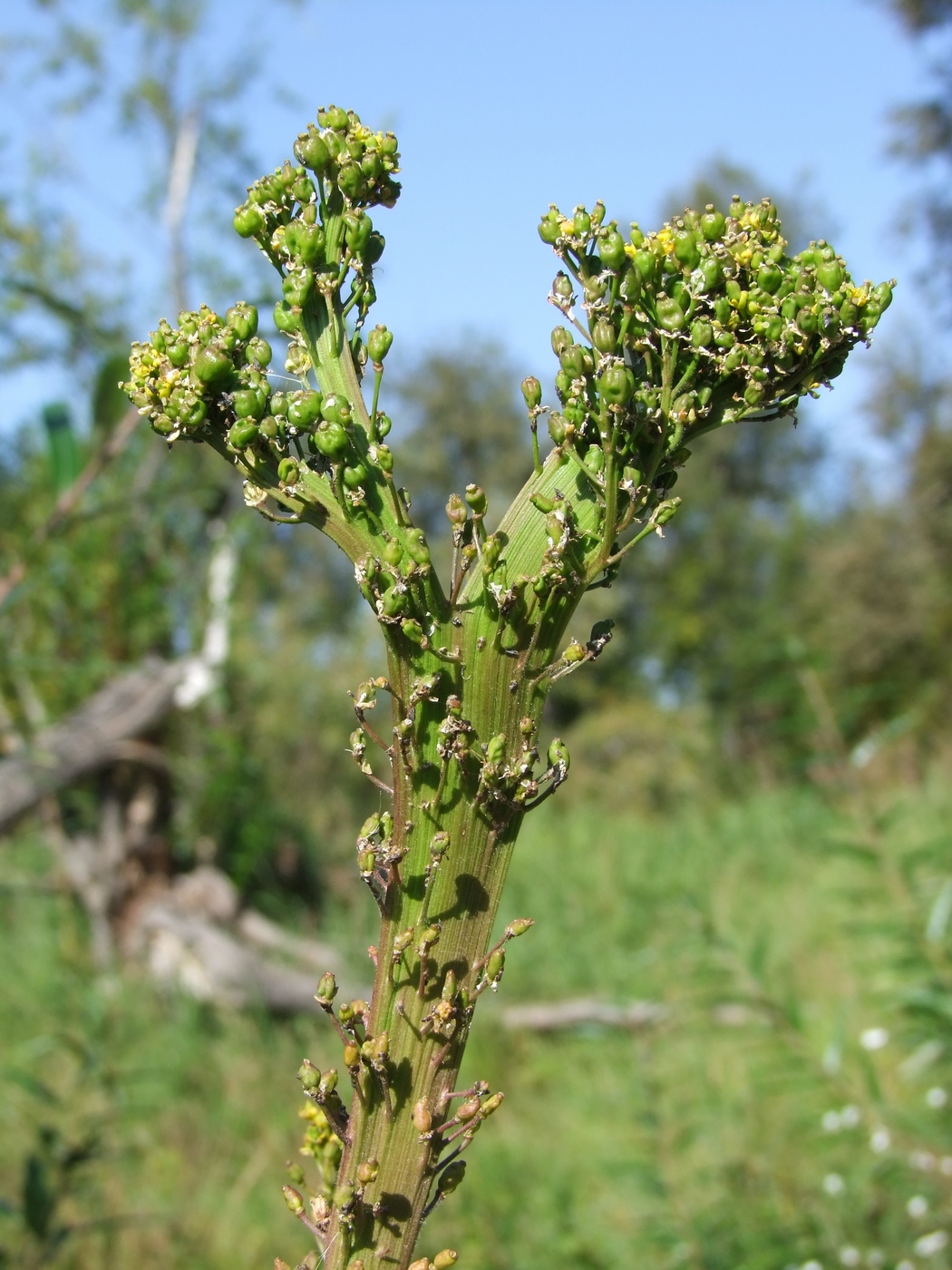 Изображение особи Rorippa barbareifolia.