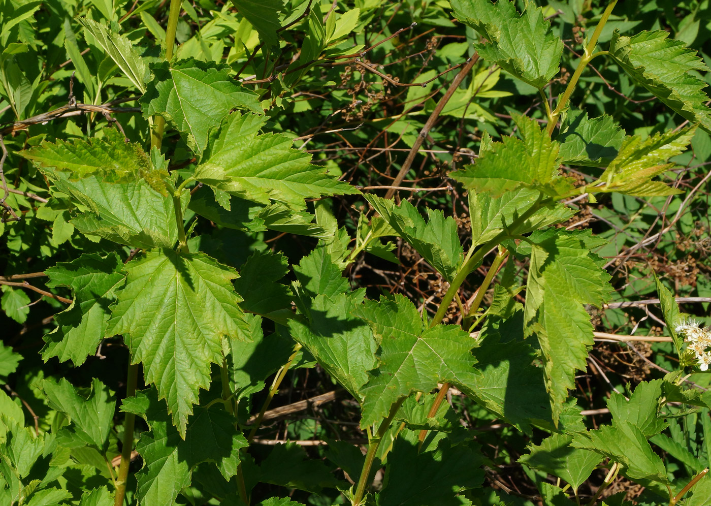 Image of Physocarpus opulifolius specimen.