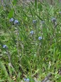 Myosotis incrassata. Цветущее растение. Крым, Керченский п-ов, гора Опук. 15.04.2018.