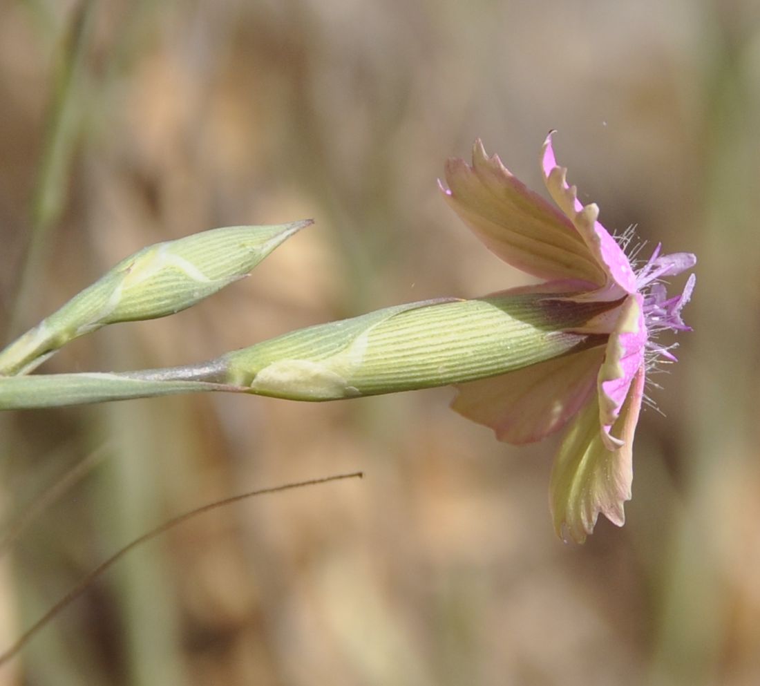 Изображение особи Dianthus diffusus.