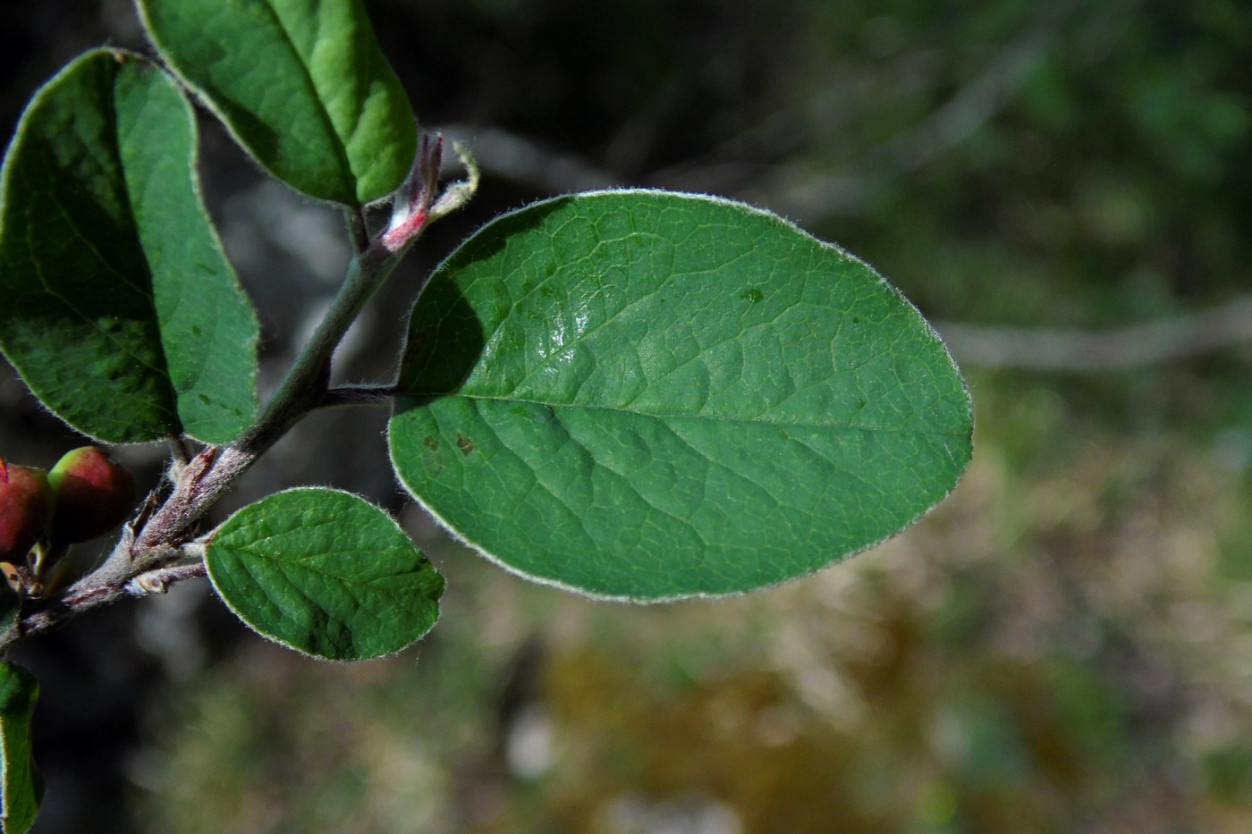 Image of Cotoneaster integerrimus specimen.