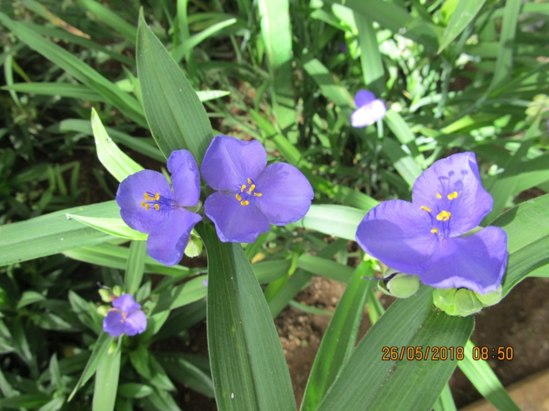 Изображение особи Tradescantia virginiana.