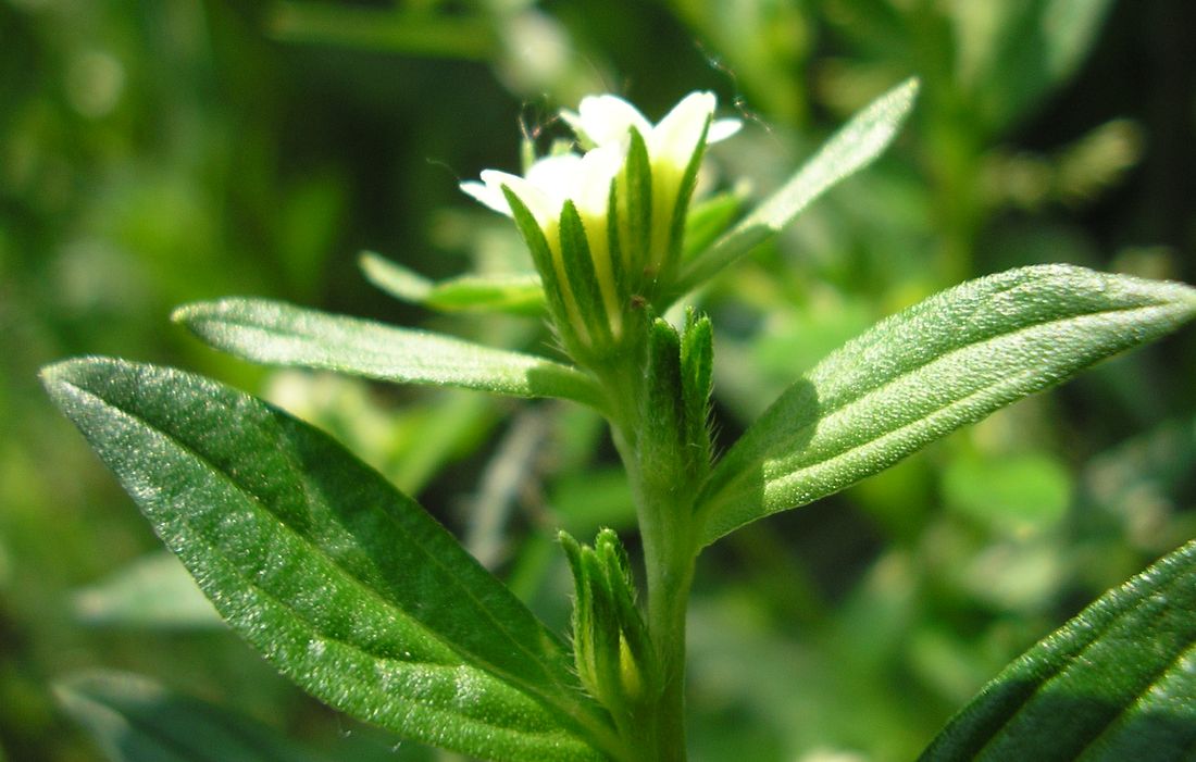 Image of Lithospermum officinale specimen.