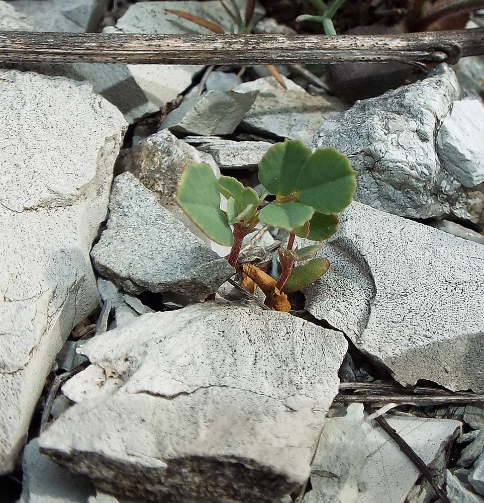 Изображение особи Melilotoides cretacea.