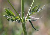 Valeriana salina