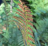 Dryopteris filix-mas