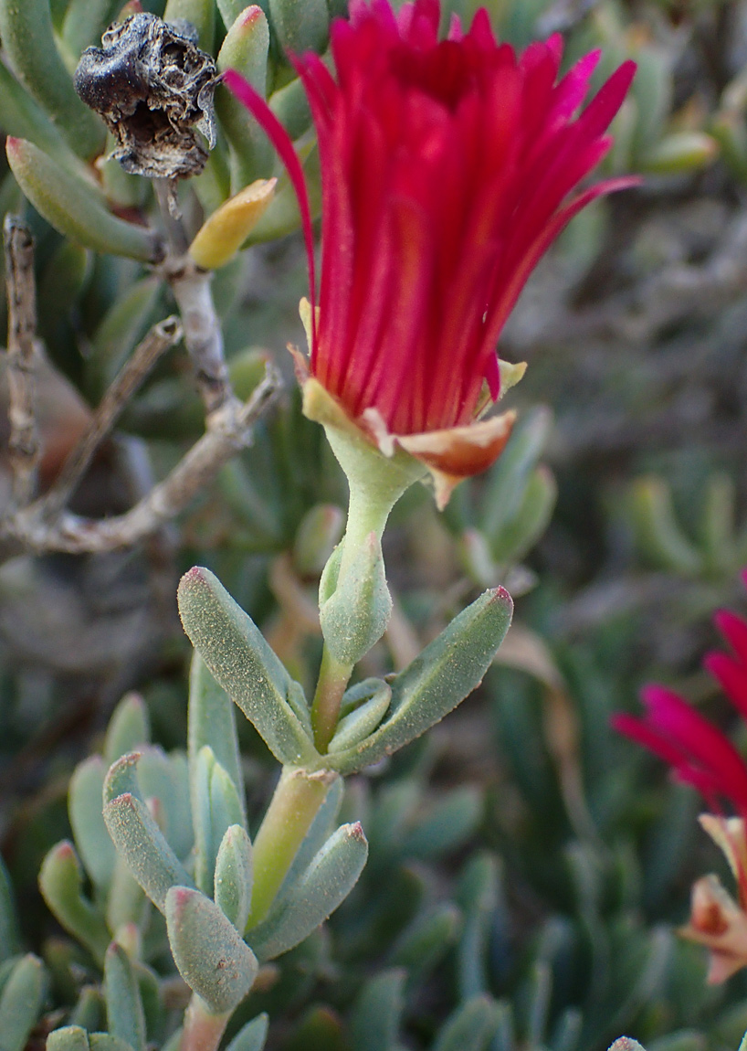 Изображение особи Lampranthus falcatus.