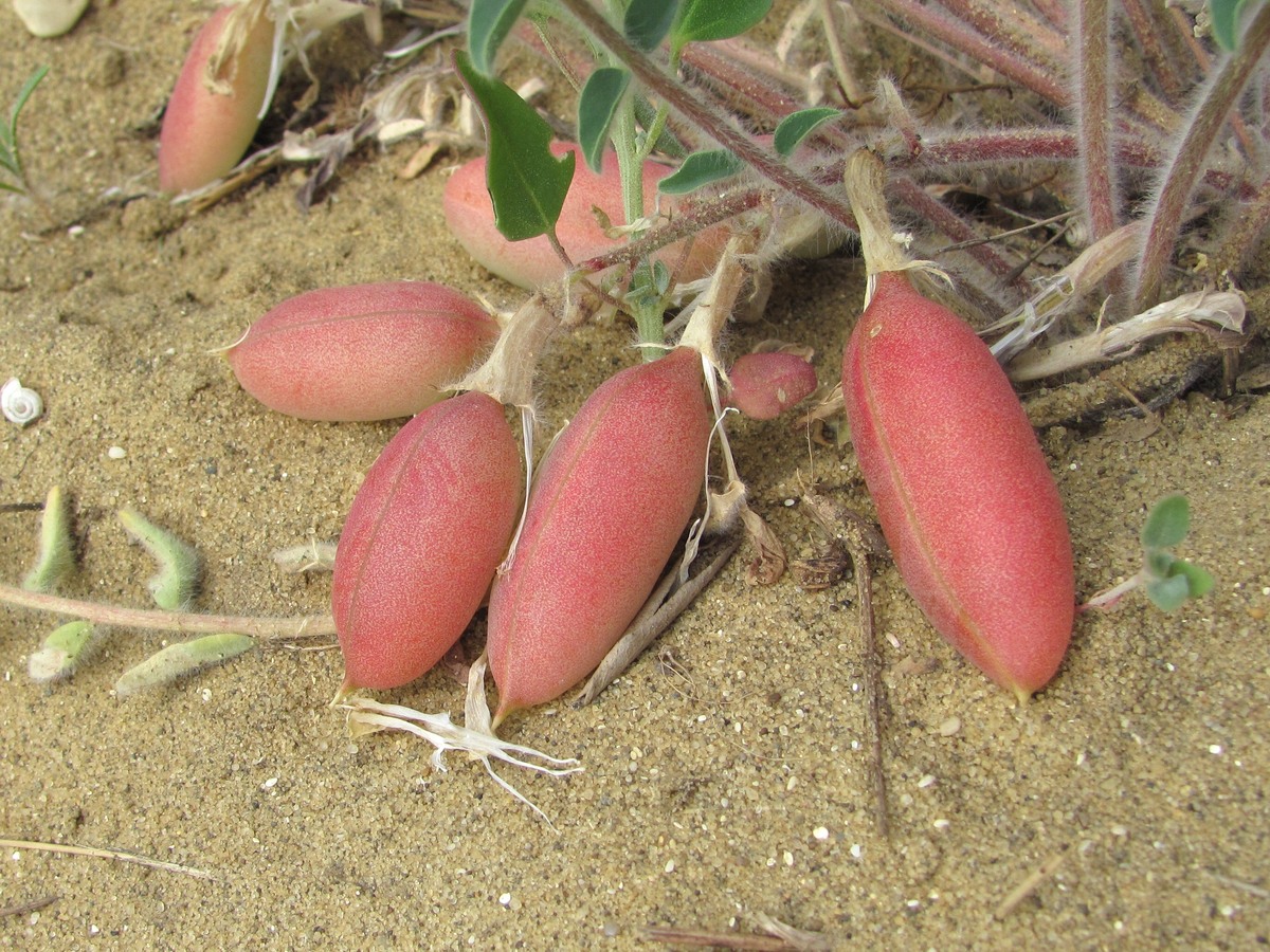 Image of Astragalus longipetalus specimen.