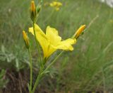 Linum czernjajevii. Верхушка растения с цветком и бутонами. Украина, Донецкая обл., Старобешевский р-н, окр. пос. Обильное, известняковое обнажение. 03.06.2010.