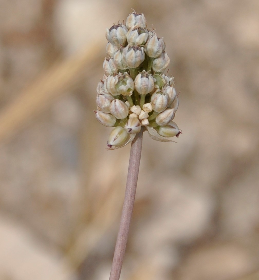 Image of Allium curtum specimen.