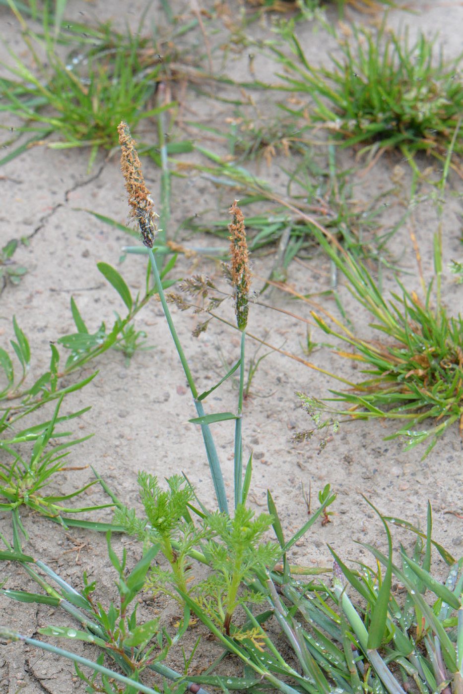 Image of Alopecurus aequalis specimen.