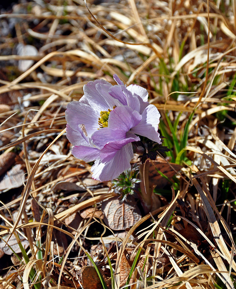 Image of Trollius lilacinus specimen.