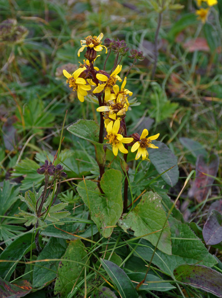 Image of Ligularia sibirica specimen.