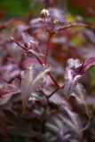 Persicaria microcephala. Верхушка цветущего растения. Санкт-Петербург, Петроградский р-н, Ботанический сад БИН РАН, в культуре. 24.09.2019.