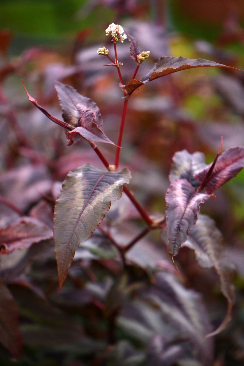 Изображение особи Persicaria microcephala.