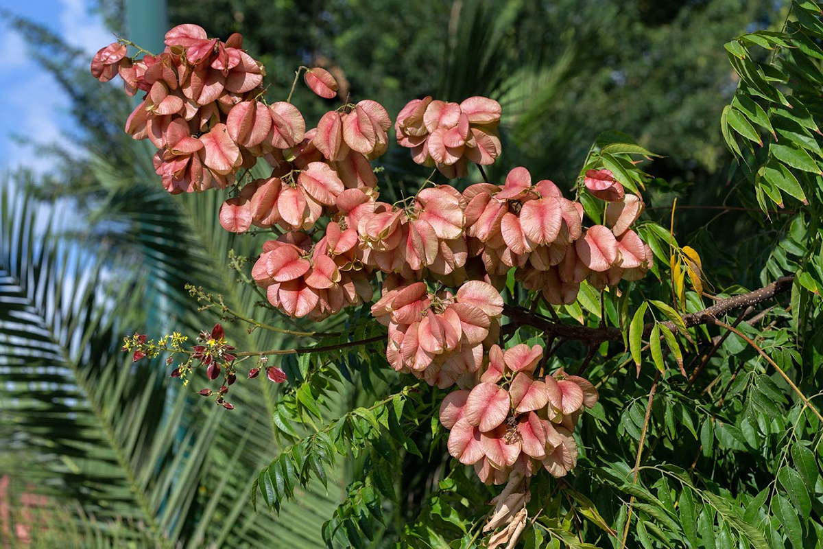 Изображение особи Koelreuteria bipinnata.