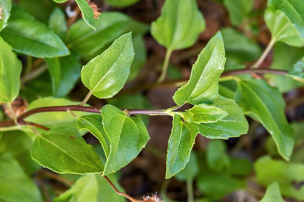 Image of Helianthus debilis specimen.