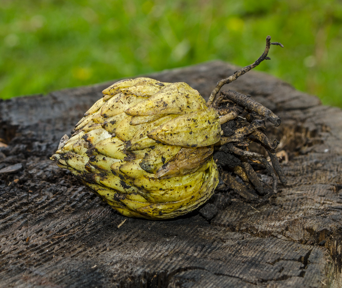 Image of Lilium pilosiusculum specimen.