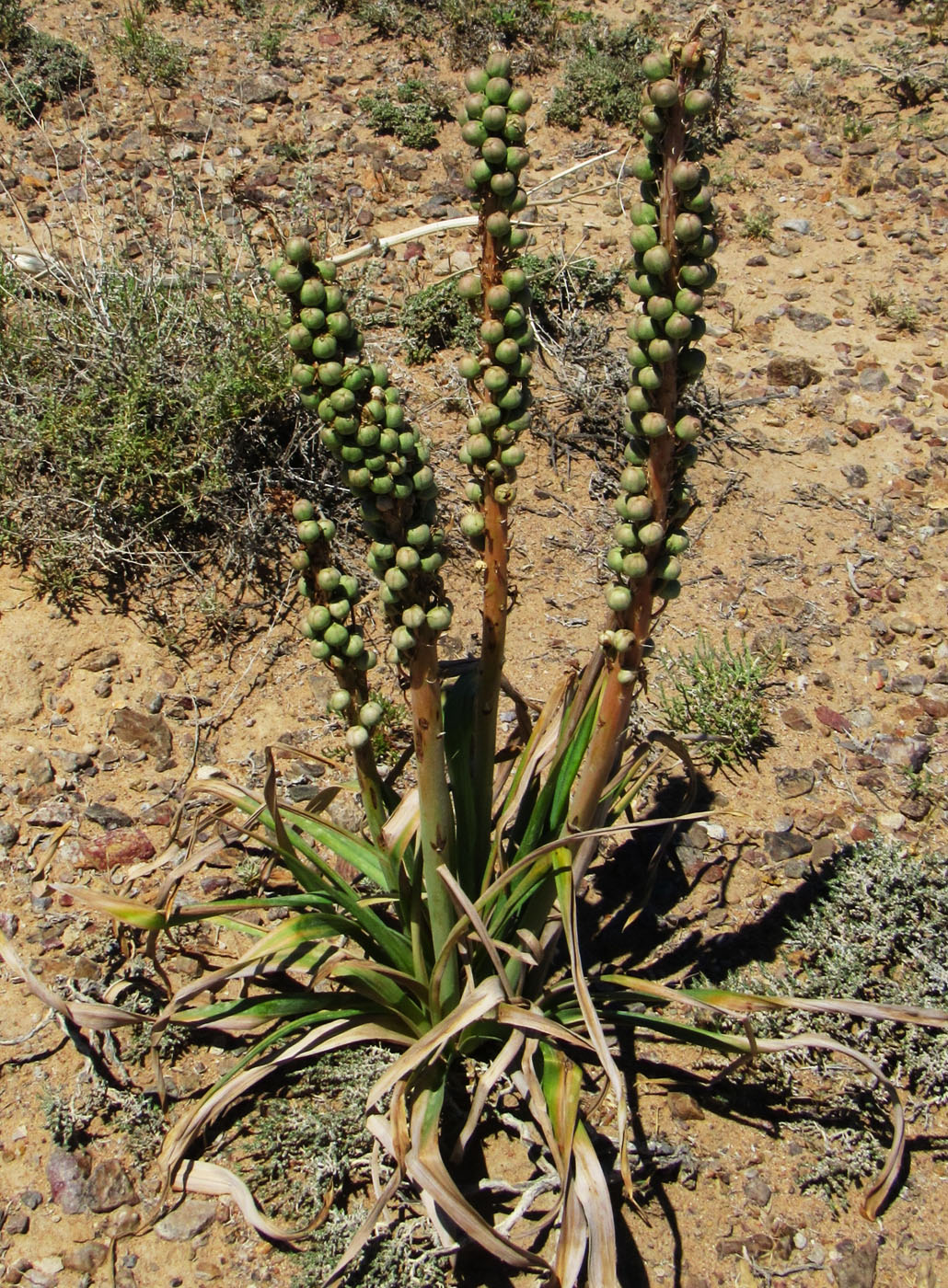 Image of Eremurus inderiensis specimen.