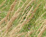 Смотреть изображение Calamagrostis epigeios