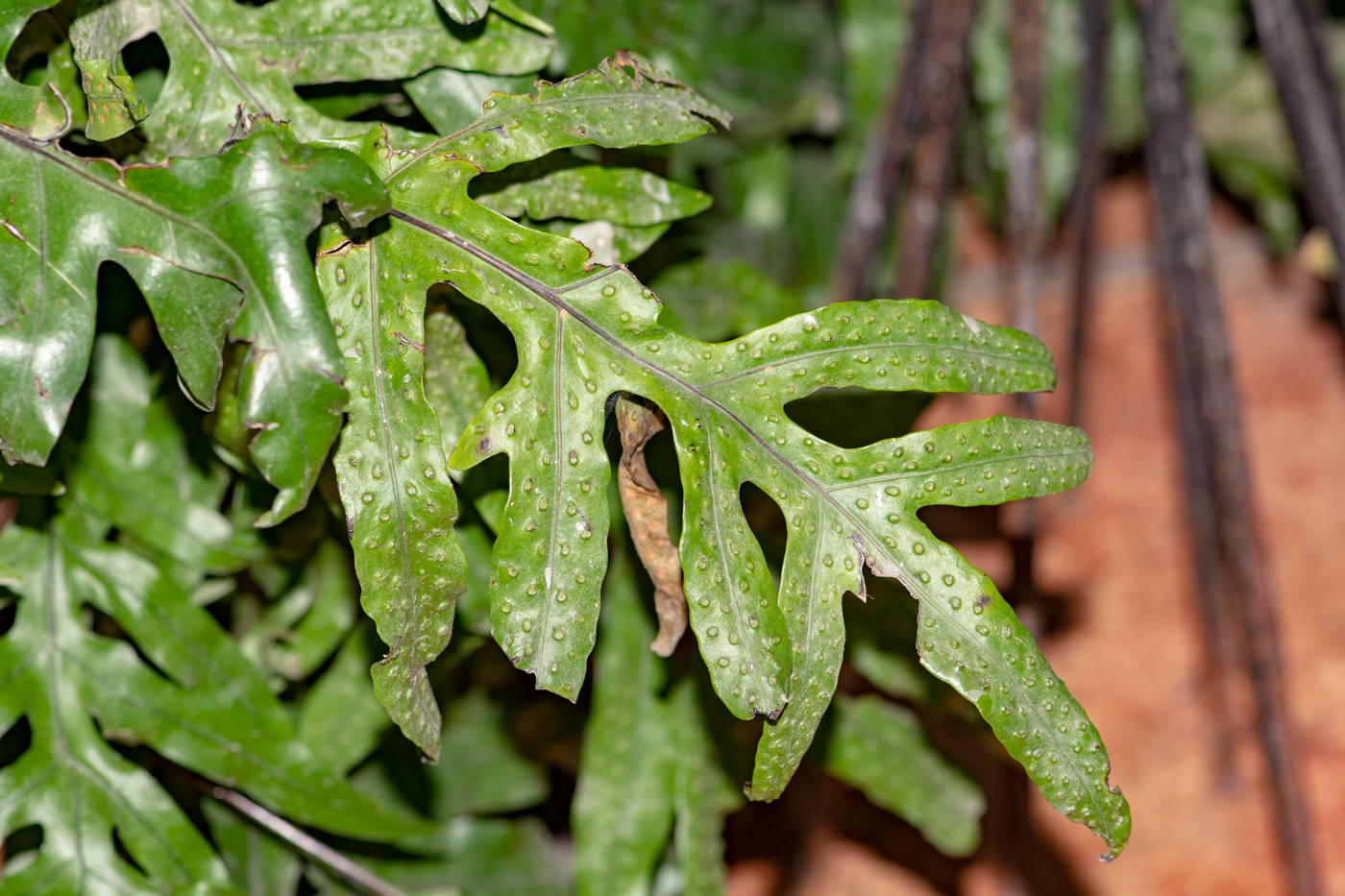 Image of familia Polypodiaceae specimen.