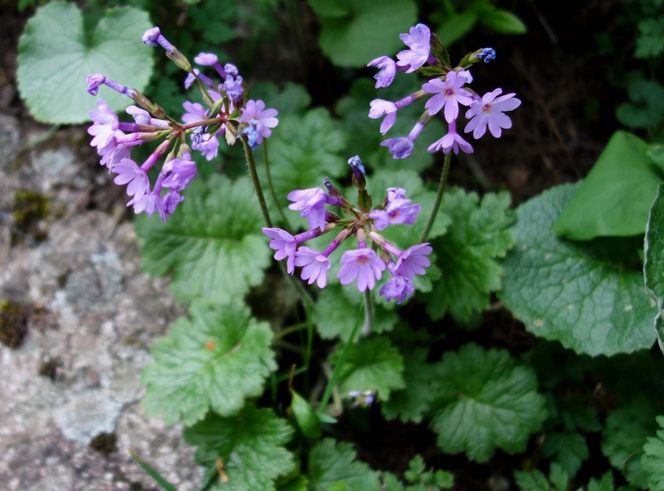 Image of Primula kaufmanniana specimen.