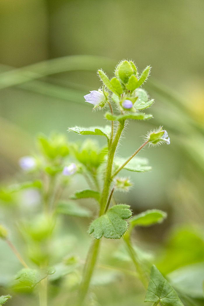 Image of Veronica sublobata specimen.