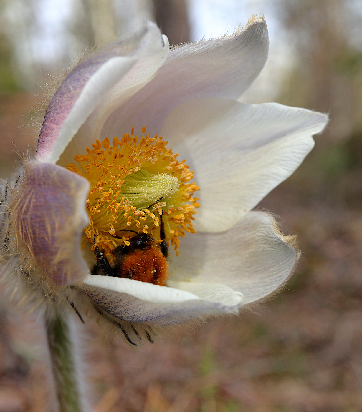 Image of Pulsatilla vernalis specimen.