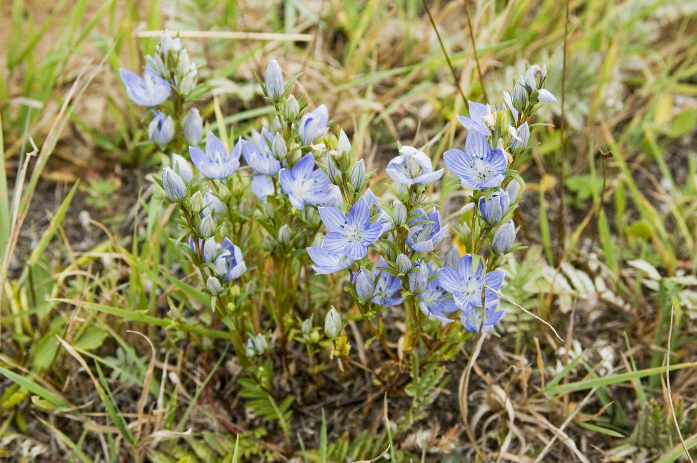 Изображение особи Lomatogonium rotatum.