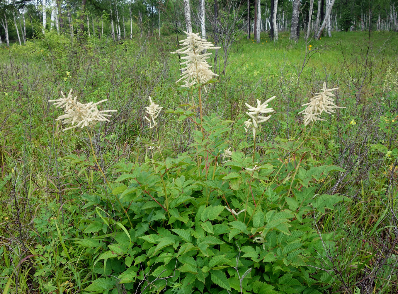 Изображение особи Aruncus dioicus.