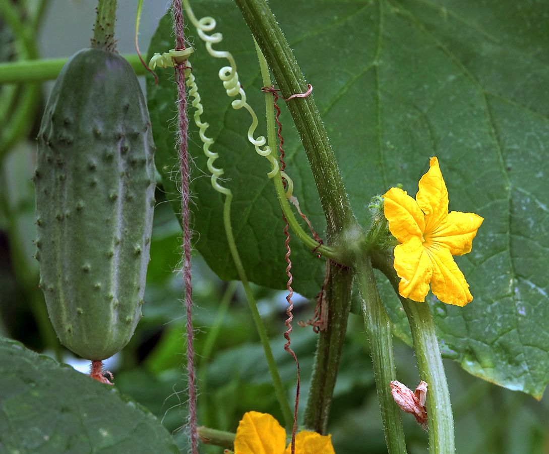 Изображение особи Cucumis sativus.