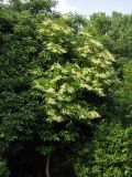 Oxydendrum arboreum