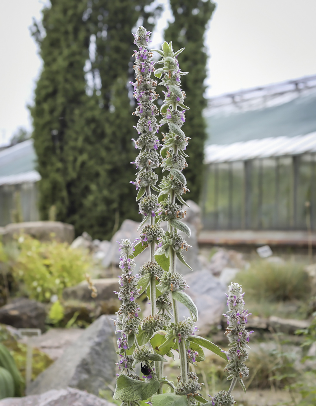 Image of genus Stachys specimen.