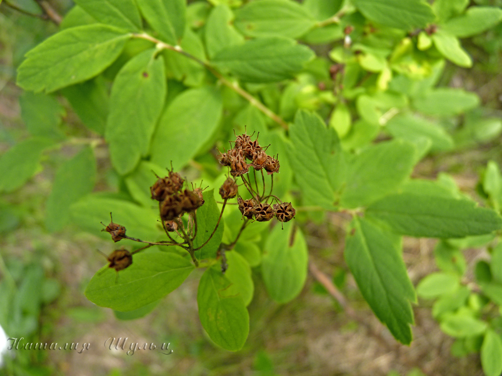 Изображение особи Spiraea media.