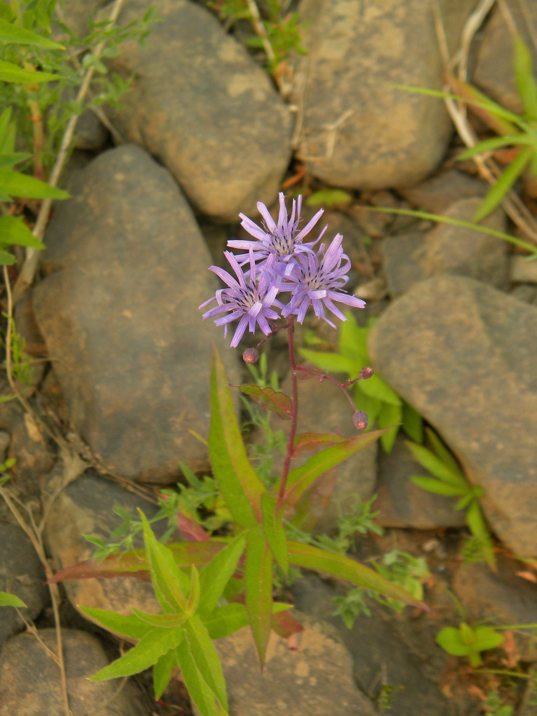 Изображение особи Lactuca sibirica.