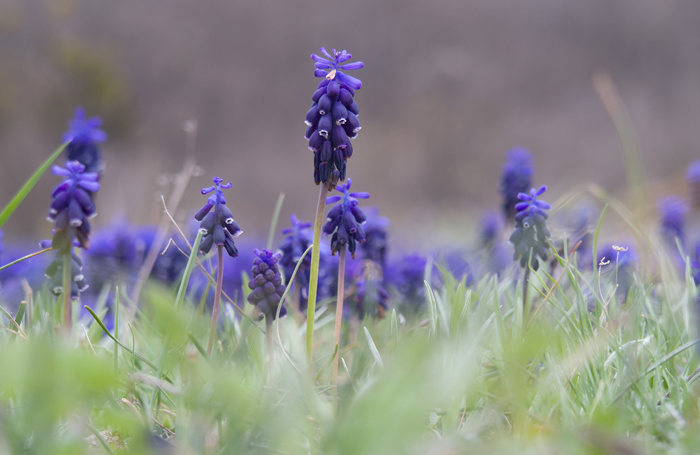 Изображение особи Muscari neglectum.