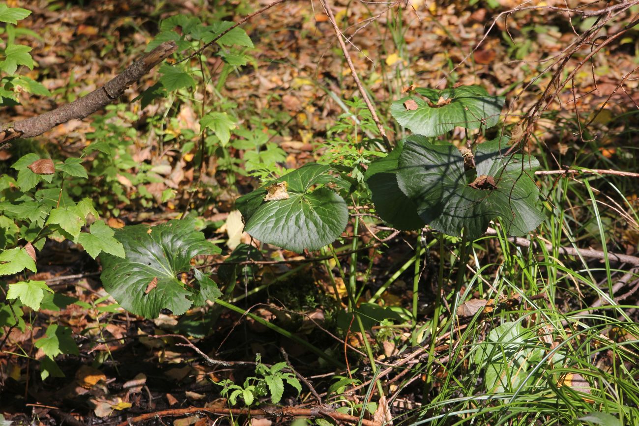 Изображение особи Caltha palustris.