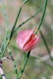 Calligonum leucocladum