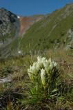 Gentiana algida