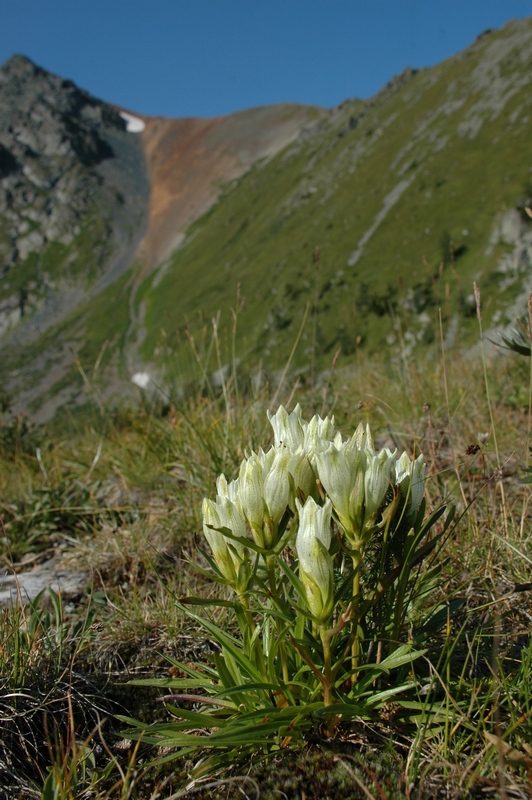 Image of Gentiana algida specimen.