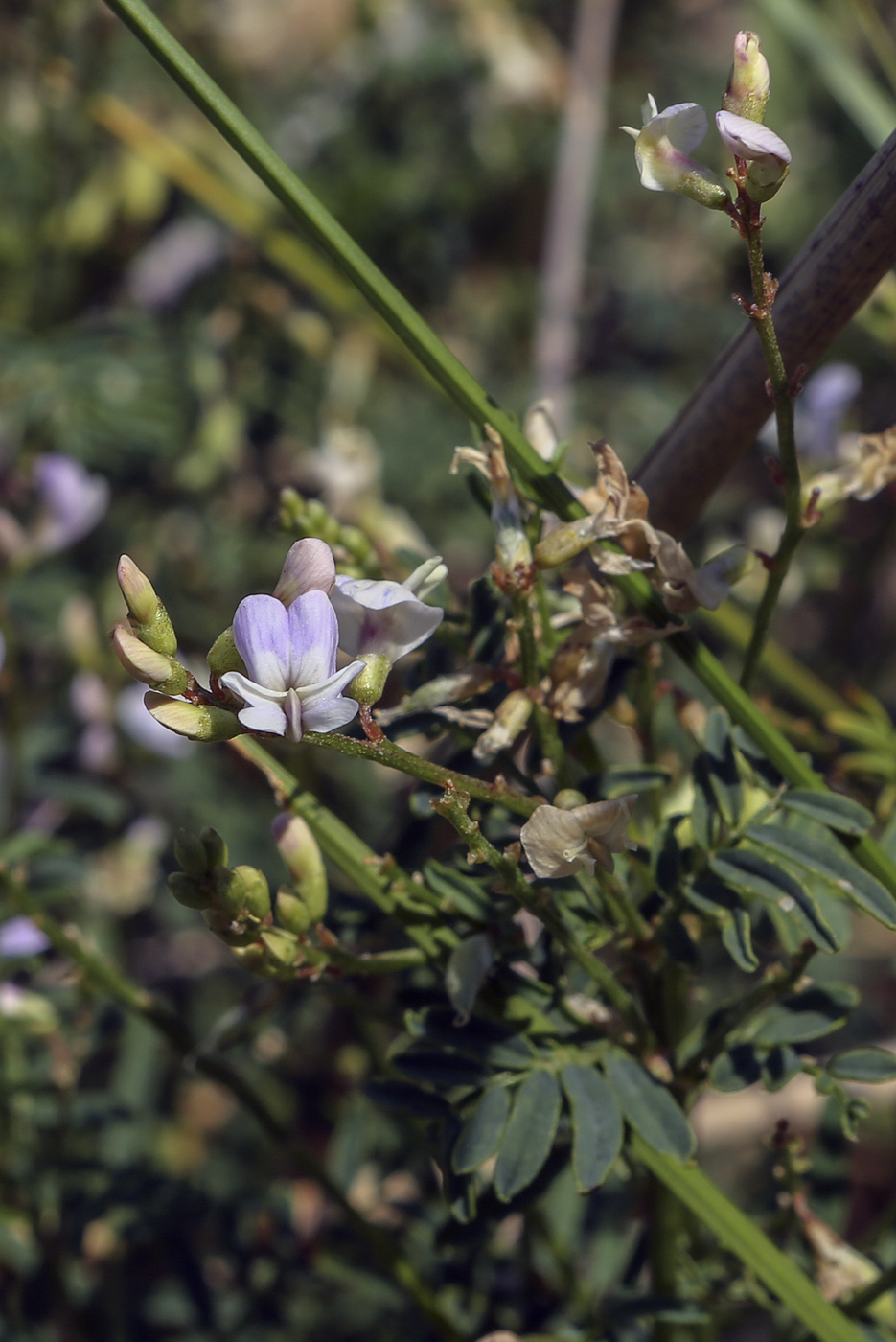 Изображение особи Astragalus silvisteppaceus.