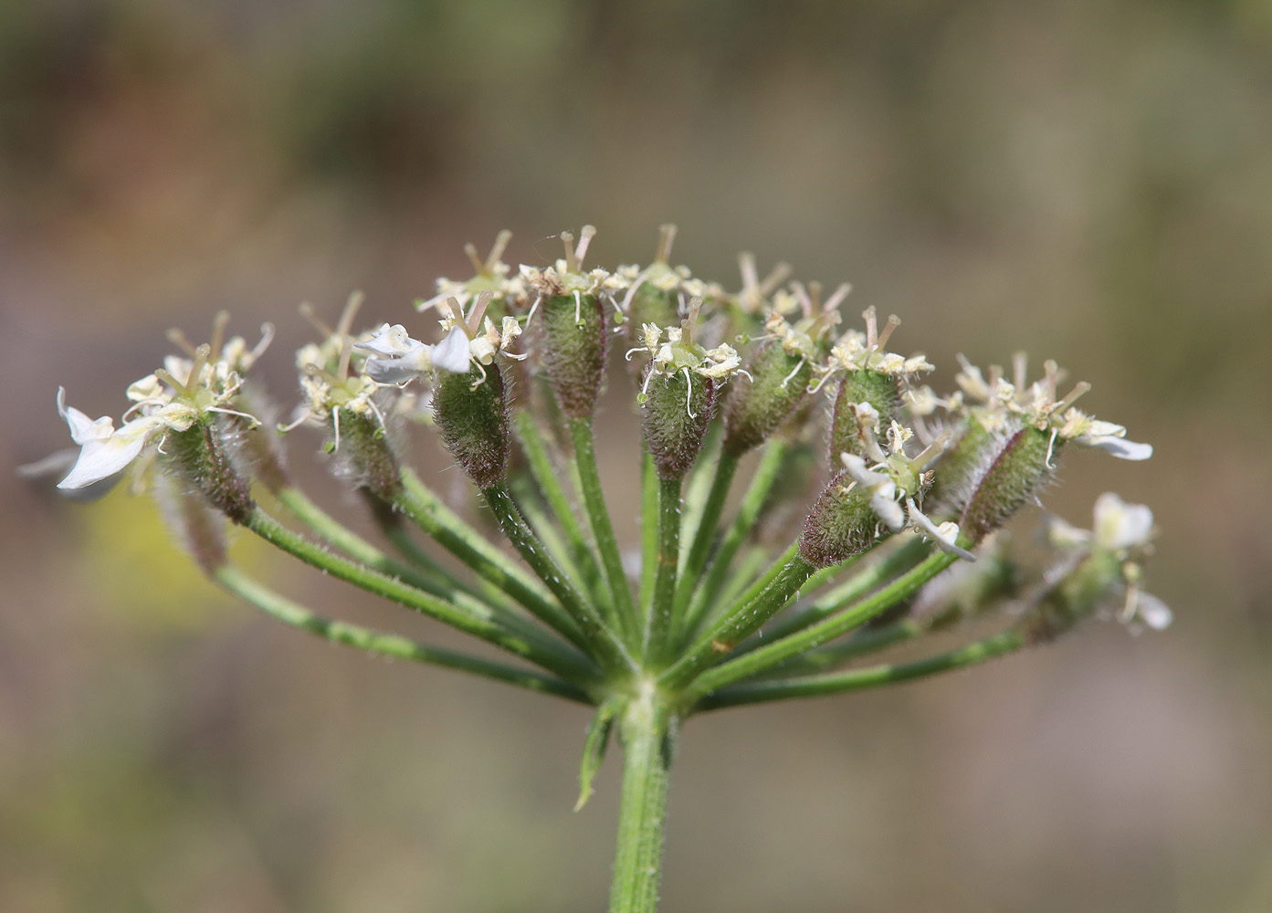 Image of Heracleum grandiflorum specimen.