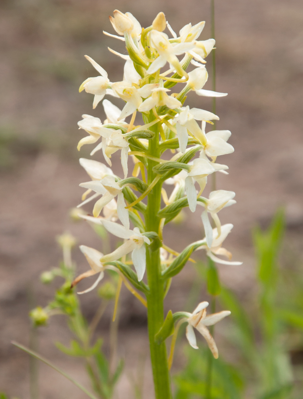 Изображение особи Platanthera bifolia.