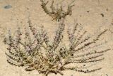 Salsola turkestanica. Цветущие растения. Узбекистан, Андижанская обл., окр. г. Асака, адыры, твёрдая глинистая почва. 12.07.2021.