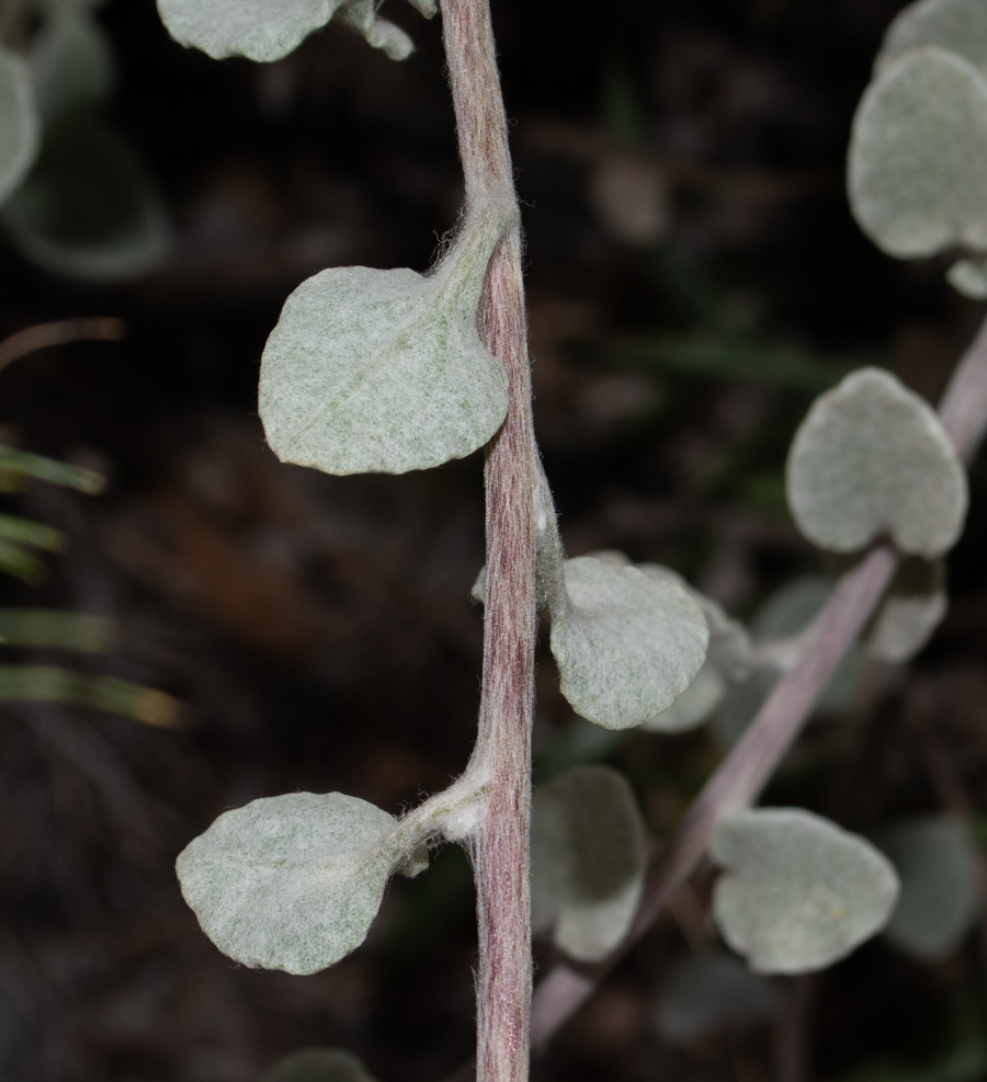 Image of Helichrysum petiolare specimen.
