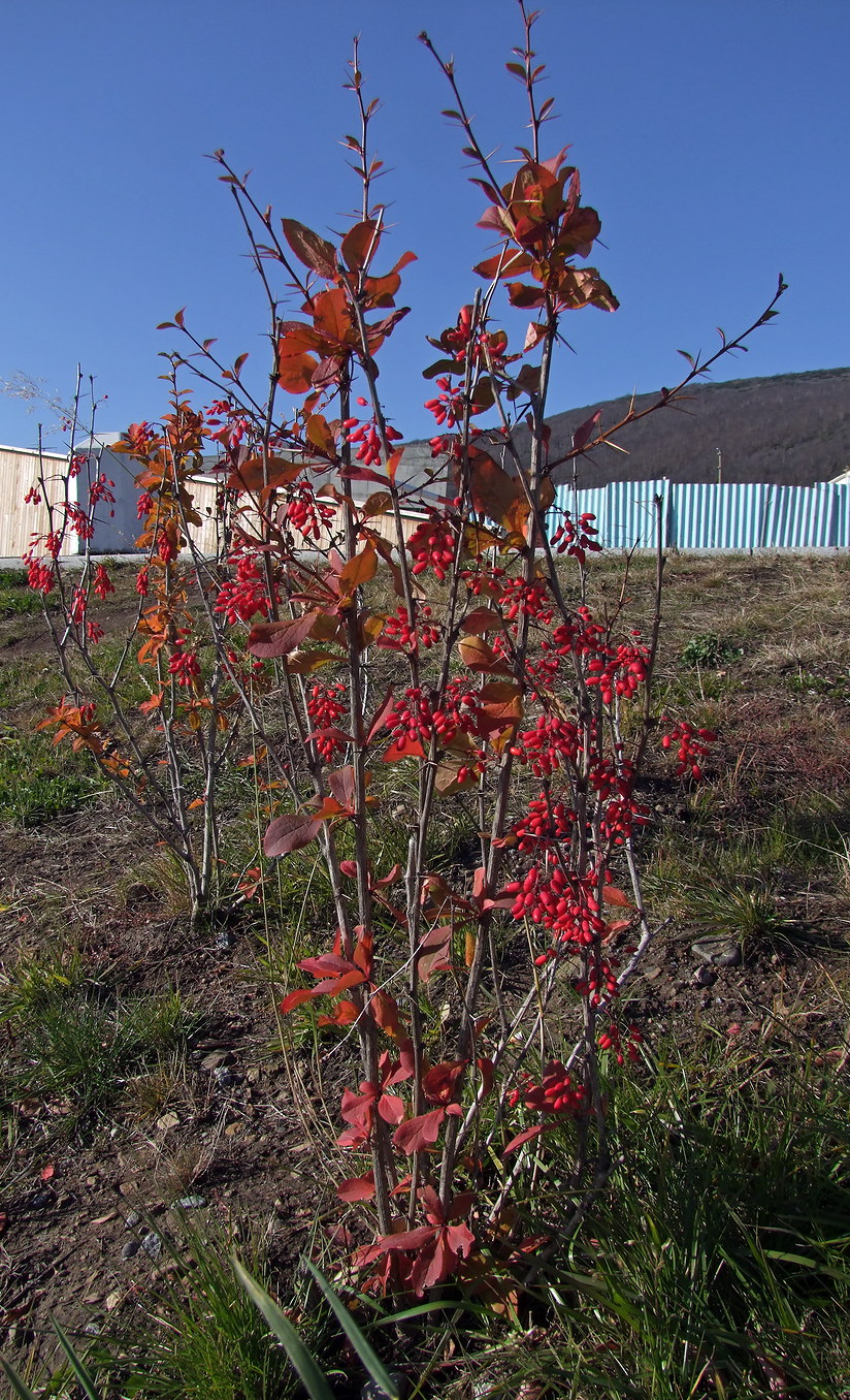 Image of Berberis vulgaris specimen.