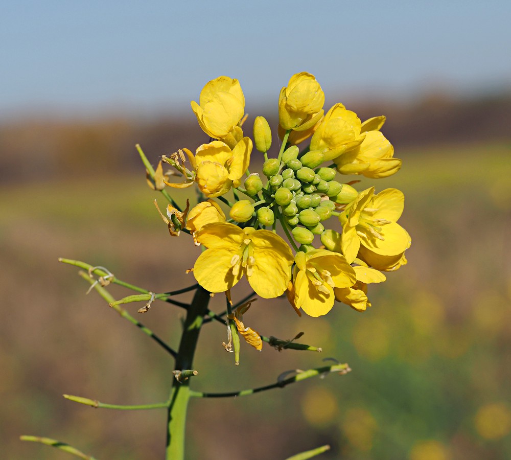 Изображение особи Brassica campestris.