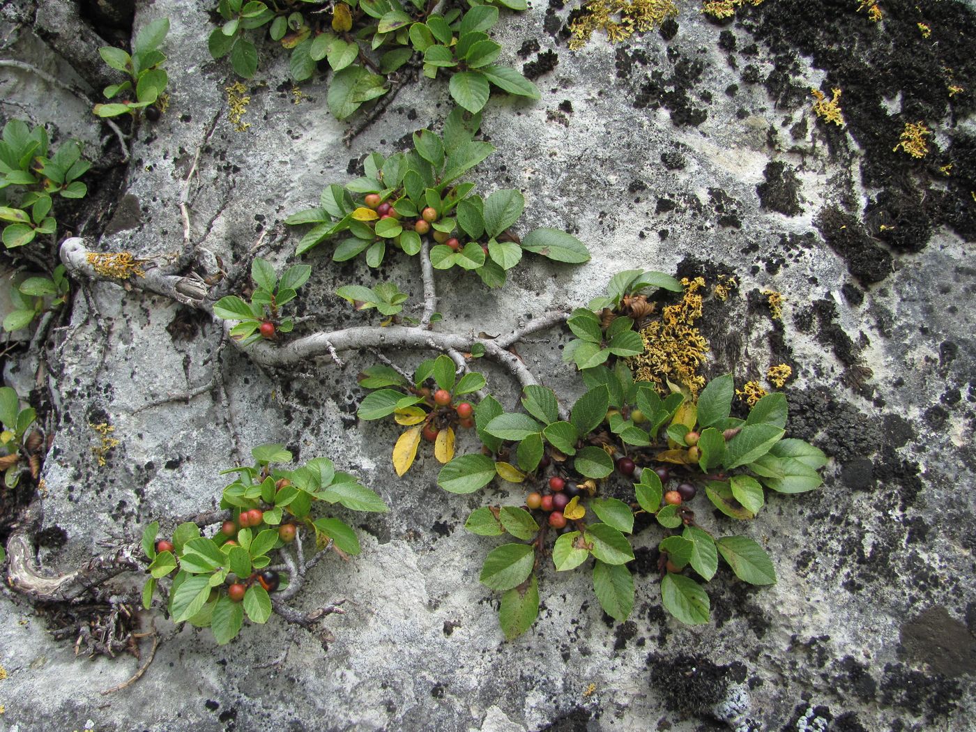 Image of Rhamnus depressa specimen.