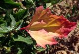 Chenopodium opulifolium. Отмирающий лист. Греция, Эгейское море, о. Парос, пос. Дриос, залежь. 19.05.2021.
